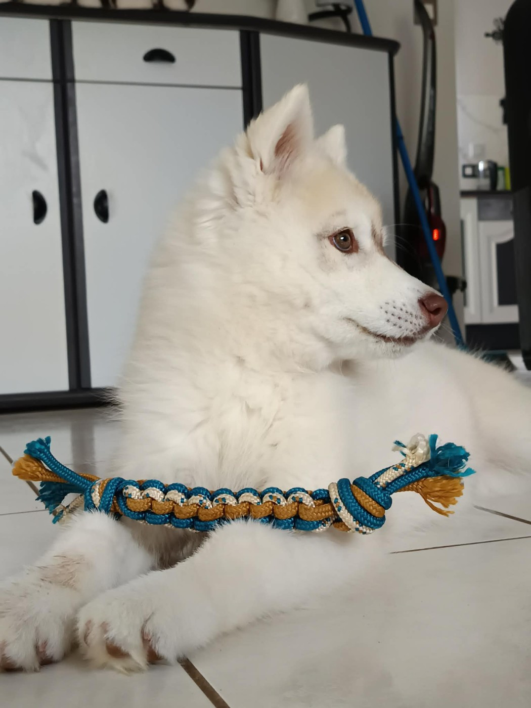 Flower Of Tenebrae Born To Win Bellatrix